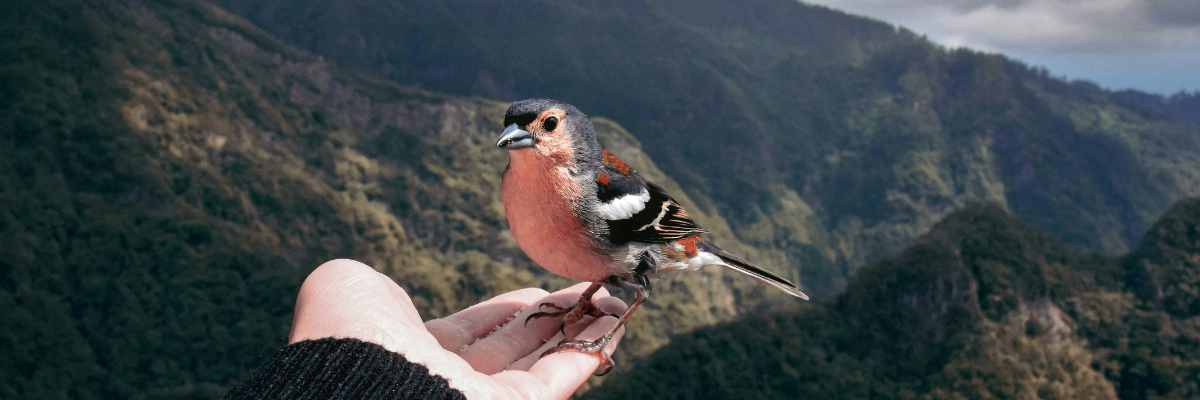 Rotbrauner Vogel auf einer Hand, im Hintergrund Wald und Berge